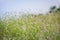 Meadow fields with flowering grass.