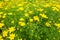 Meadow filled with Whorled Tickseed yellow flowers and grass