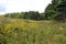 A meadow filled with wildflowers lined by evergreen trees in Antioch, Illinois