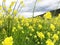 A meadow filled with yellow canola flowers