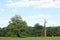 Meadow in a floodplain