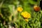 Meadow flower calendula yellow color in the summer field. Nature landscape. Tender background