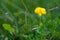 Meadow with flower called horseshoe vetch