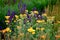 meadow flower mix with several colors of flowers with grass blossom blue orange yellow in june