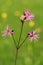 Meadow flower Ragged Robin Lychnis flos-cuculi