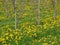 Meadow with flowering dandelions and connected trunks of young Apple trees