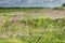 Meadow with flowering wild plants such as Great Loosestrife, Lythrum salicaria, Wild carrot, Daucus carota