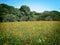 Meadow with flowers