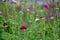 Meadow flowers against a wooden terrace wall red green bloom knautia macedonica