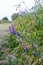 Meadow flowers along the steppe road.