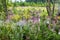 Meadow flowers, Babia hora, Orava, Slovakia