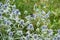 Meadow flowers blue head plant  with a wild wasp collecting nectar sway in the wind in a summer day