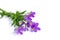 Meadow flowers, a bouquet of purple and yellow violets, tied with a grass stem, isolate on a white background