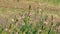 meadow flowers with butterflies and bees flying around