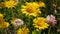 Meadow flowers. Doroni um yellow daisy flowers sways in the wind, long petals fluttering. Natural floral spring