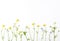 Meadow flowers with field buttercups and pansies isolated on white background. Top view. Flat lay.
