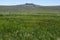 Meadow Flowers at Hart Mountain Antelope Refuge