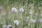 Meadow flowers similar to small dandelions with fluff