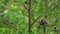 Meadow flowers sway in the wind in a summer day  plant Wheatgrass creeping. Vertical panorama