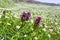 Meadow with flowers. Various wild spring flowers