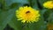 Meadow flowers, yellow flowers, yellow color, greenery, green color, insects, pollination