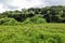 Meadow and forest covered in Mikania