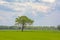 Meadow and forest  in the flemsh countryside