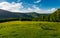 Meadow on a forested hillside in the morning