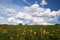 Meadow with fowers and blue sky