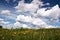 Meadow with fowers and blue sky