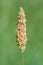 Meadow foxtail alopecurus pratensis