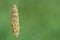 Meadow foxtail alopecurus pratensis