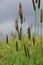 Meadow Foxtail Grass - Alopecurus pratensis, Norfolk, England, UK