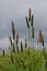 Meadow Foxtail Grass - Alopecurus pratensis, Norfolk, England, UK