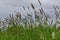 Meadow Foxtail Grass - Alopecurus pratensis, Norfolk, England, UK