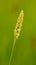 Meadow foxtail grass inflorescence detail