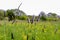 Meadow foxtail on a grassland