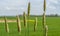 Meadow foxtail and rural landscape