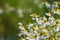 Meadow of fresh wild white chamomile flowers on blurred green floral background