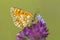 Meadow fritillary butterfly