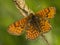 Meadow Fritillary (Melitaea parthenoides)