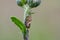 Meadow froghopper on Creeping Thistle in field