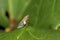 Meadow froghopper, philaenus spumarius