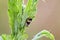 Meadow froghopper sitting on nettle