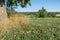 Meadow with fruits on the ground - autumn scene