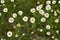 Meadow full of Anthemis arvensis plants in bloom