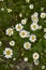 Meadow full of Anthemis arvensis plants in bloom