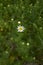 Meadow full of Anthemis arvensis plants in bloom