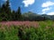 Meadow full of beautiful flowers in High Tatras with amazing view