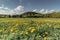 Meadow full of blooming dandelions. Flowering yellow dandelions closeup. Springtime in countryside green grass fresh air